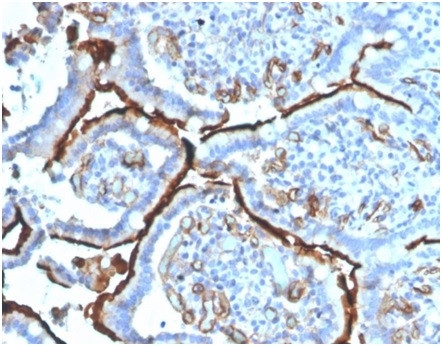 Angiotensin I Converting Enzyme (ACE)/CD143 Antibody in Immunohistochemistry (Paraffin) (IHC (P))