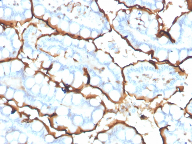 Angiotensin I Converting Enzyme (ACE)/CD143 Antibody in Immunohistochemistry (Paraffin) (IHC (P))