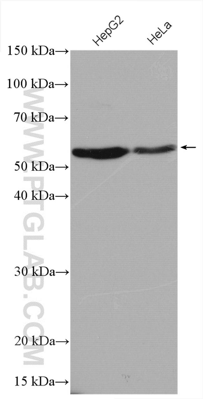 TXNRD2 Antibody in Western Blot (WB)