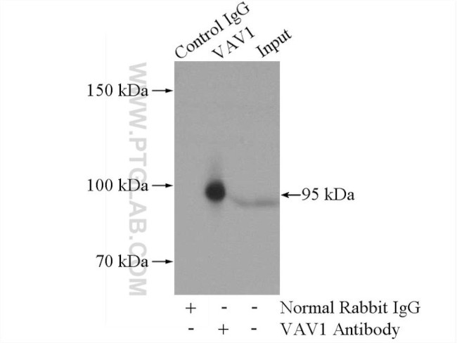 VAV1 Antibody in Immunoprecipitation (IP)