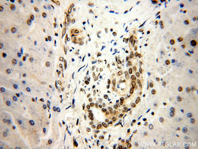 HNRNPU Antibody in Immunohistochemistry (Paraffin) (IHC (P))