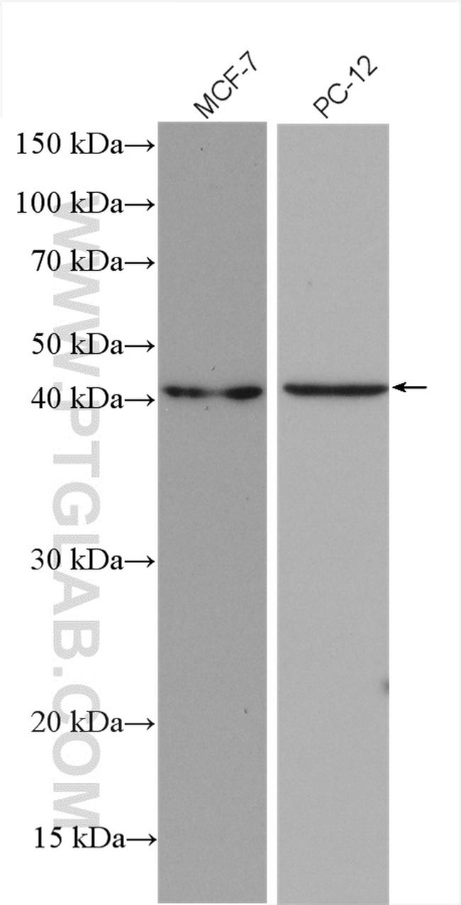 SHOX2 Antibody in Western Blot (WB)