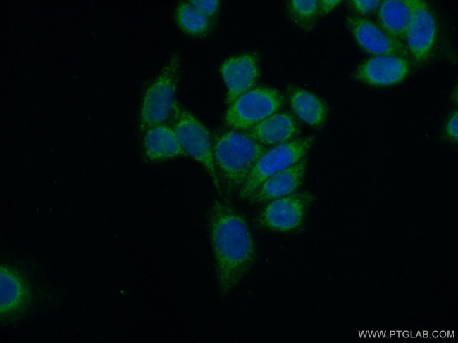 FZR1 Antibody in Immunocytochemistry (ICC/IF)