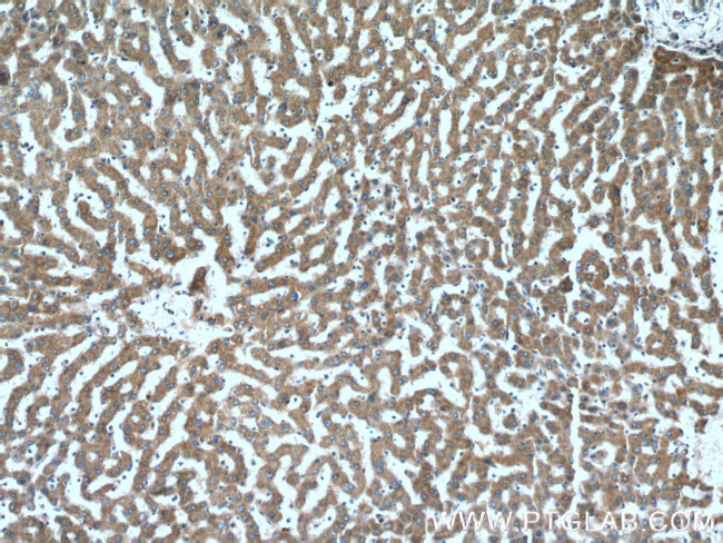 FZR1 Antibody in Immunohistochemistry (Paraffin) (IHC (P))