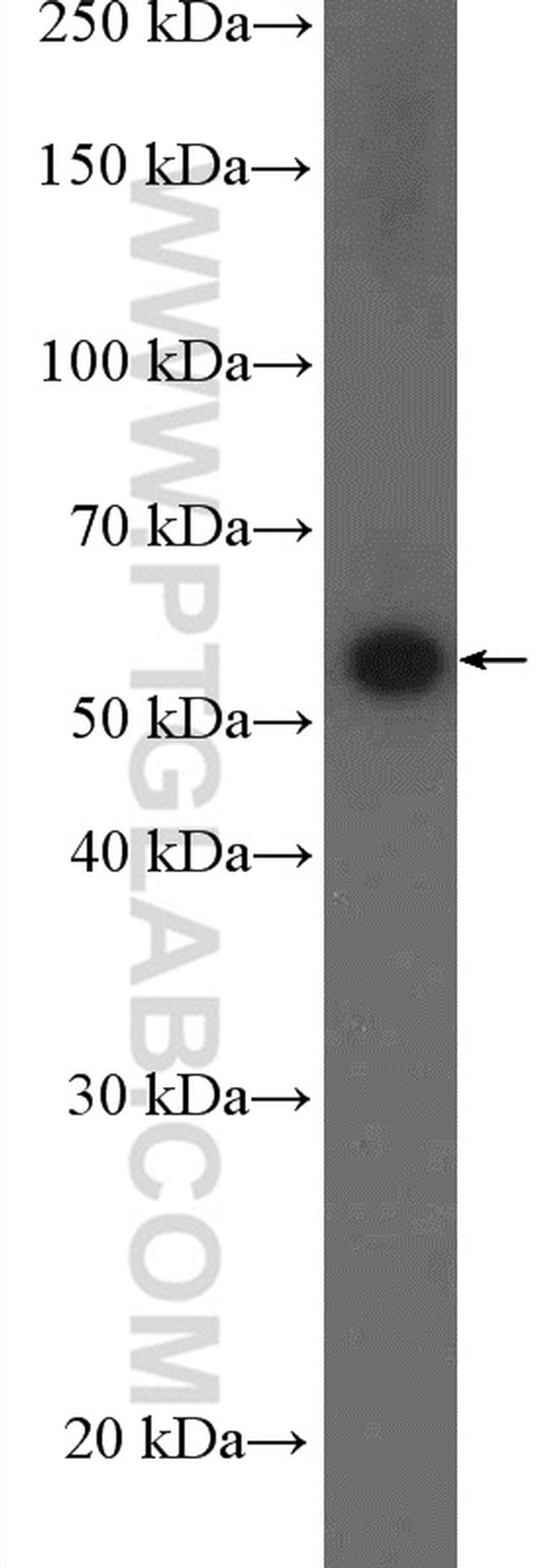 FZR1 Antibody in Western Blot (WB)