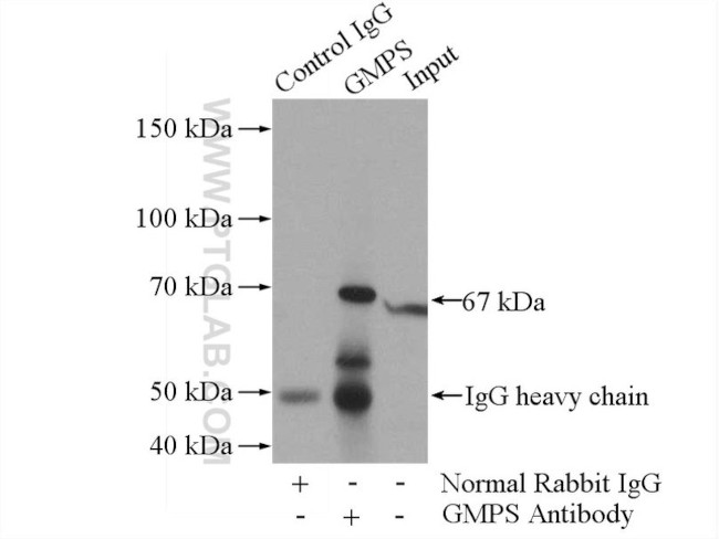 GMPS Antibody in Immunoprecipitation (IP)