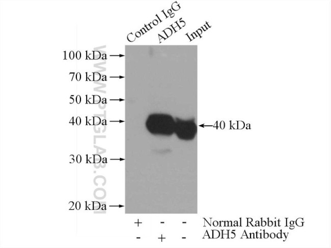 GSNOR/ADH5 Antibody in Immunoprecipitation (IP)