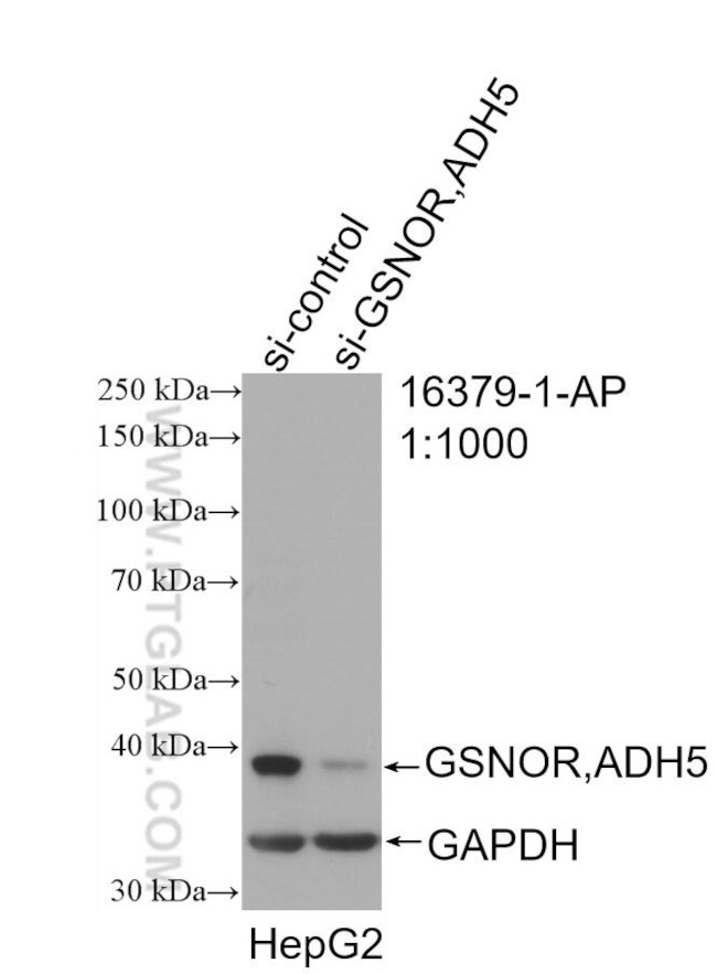 GSNOR/ADH5 Antibody in Western Blot (WB)