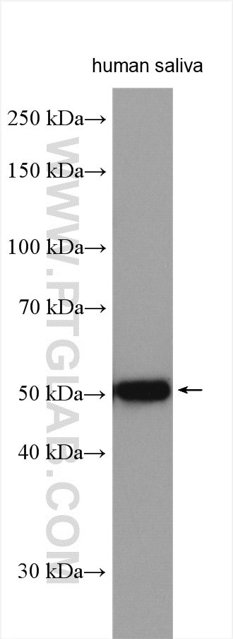 Alpha-1-Antitrypsin Antibody in Western Blot (WB)