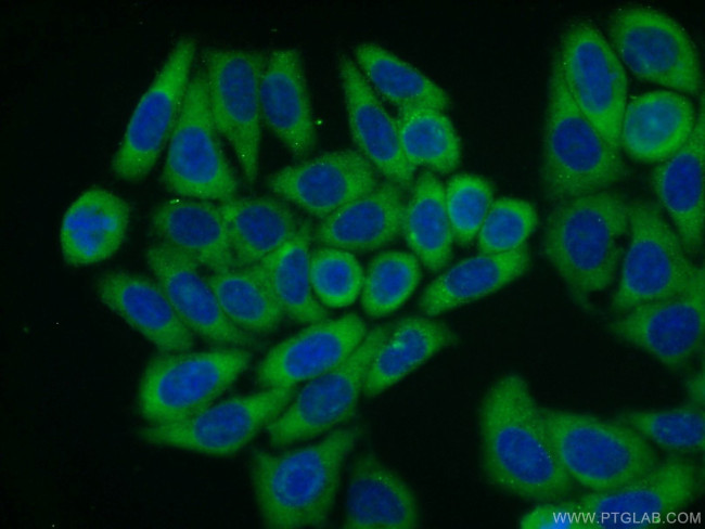 RPL23A Antibody in Immunocytochemistry (ICC/IF)