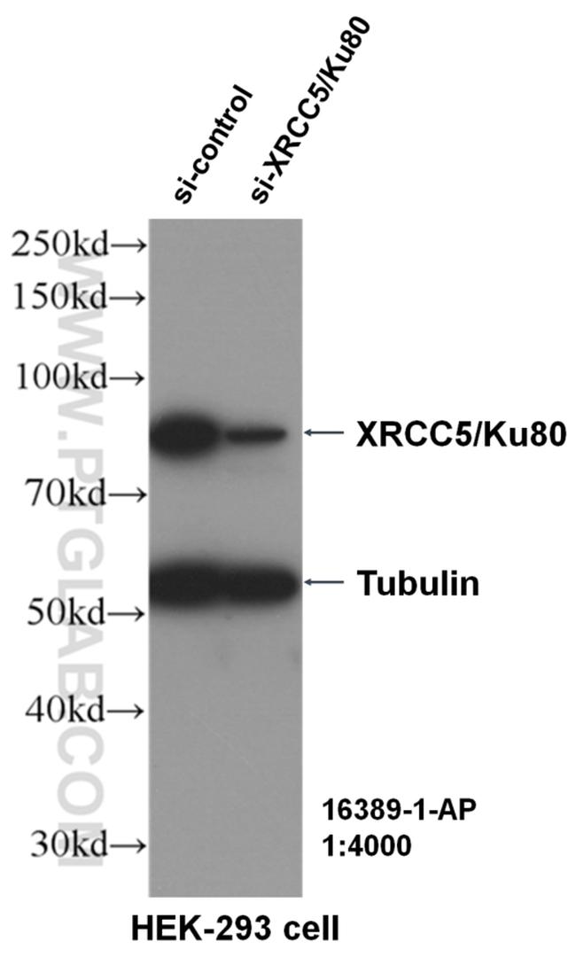 XRCC5/Ku80 Antibody in Western Blot (WB)