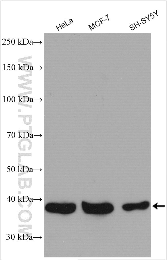 MRM1 Antibody in Western Blot (WB)