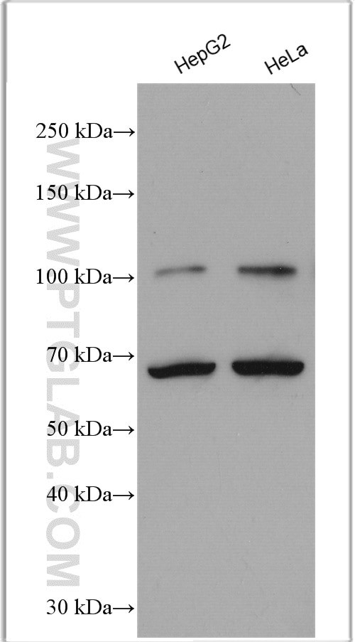 NRF2/NFE2L2 Antibody in Western Blot (WB)