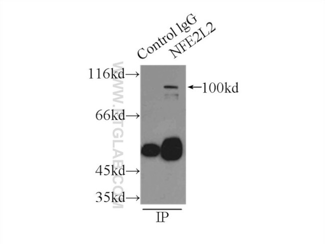 NRF2/NFE2L2 Antibody in Immunoprecipitation (IP)