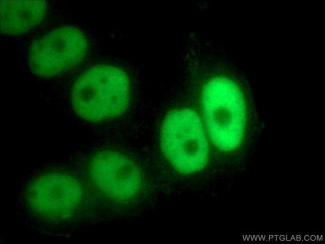 NFIC Antibody in Immunocytochemistry (ICC/IF)