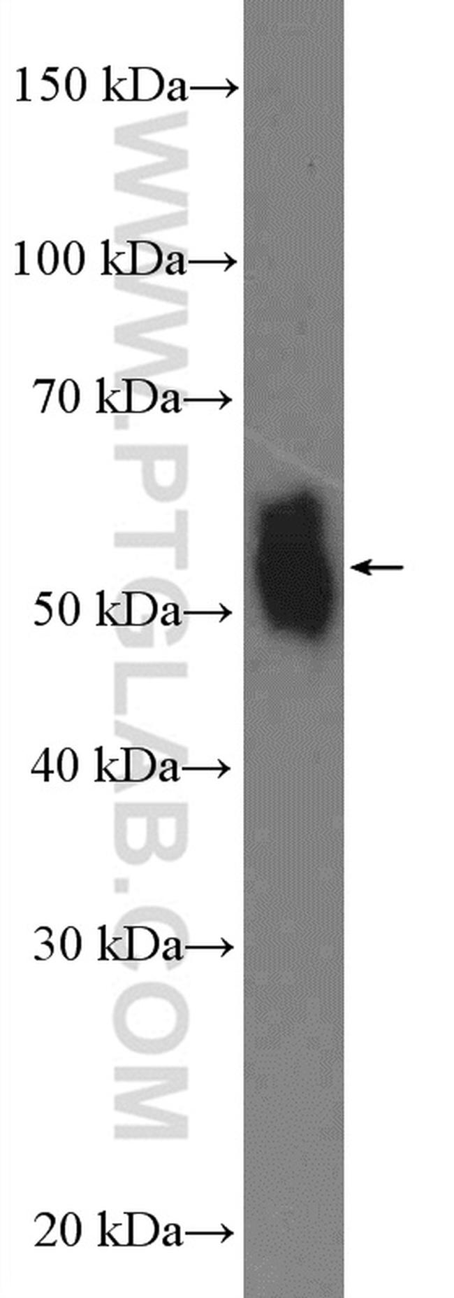 NFIC Antibody in Western Blot (WB)