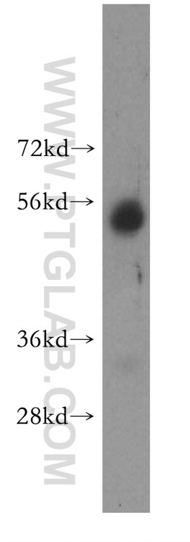 PISD Antibody in Western Blot (WB)