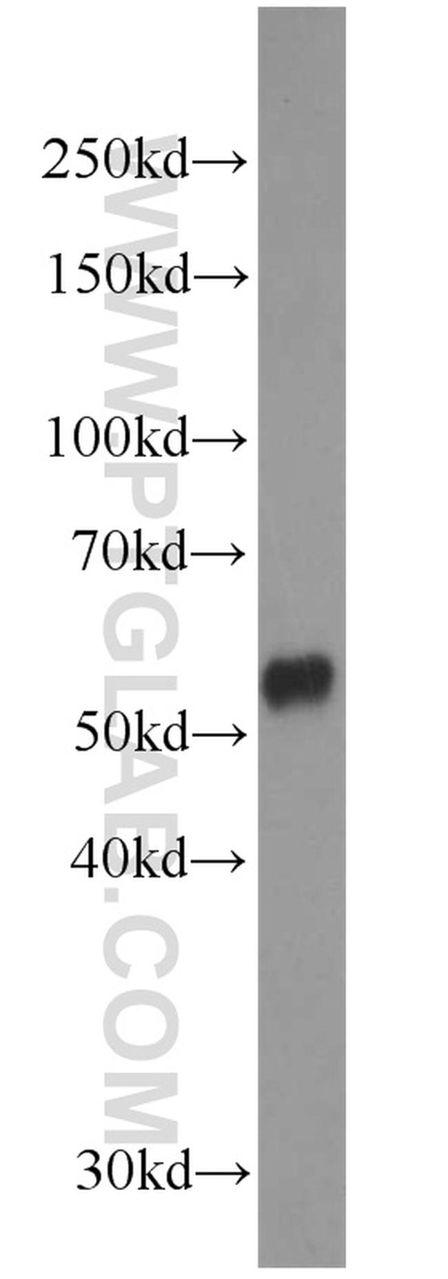 PISD Antibody in Western Blot (WB)