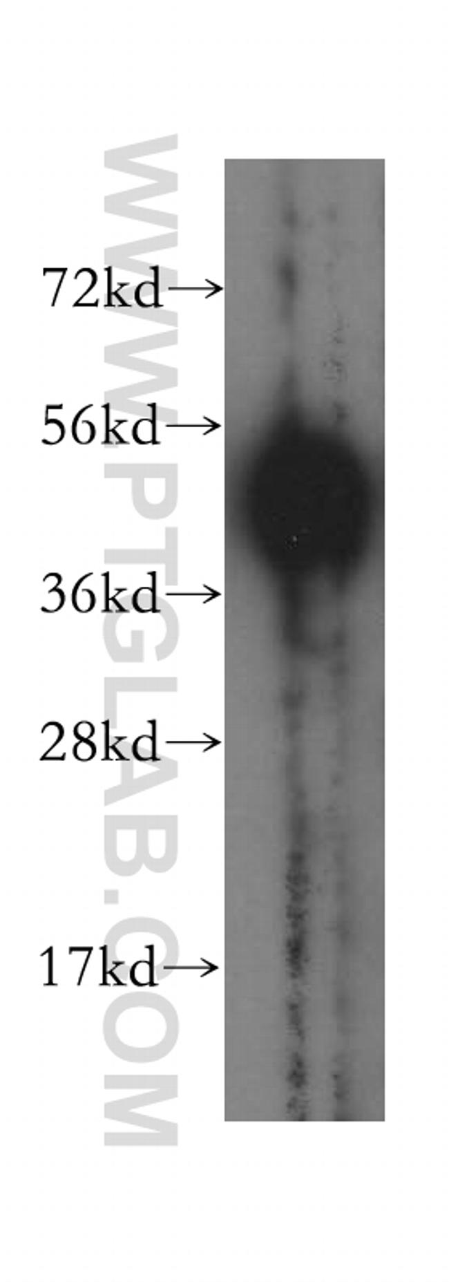 PISD Antibody in Western Blot (WB)