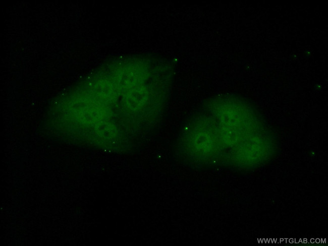 POLR2J Antibody in Immunocytochemistry (ICC/IF)