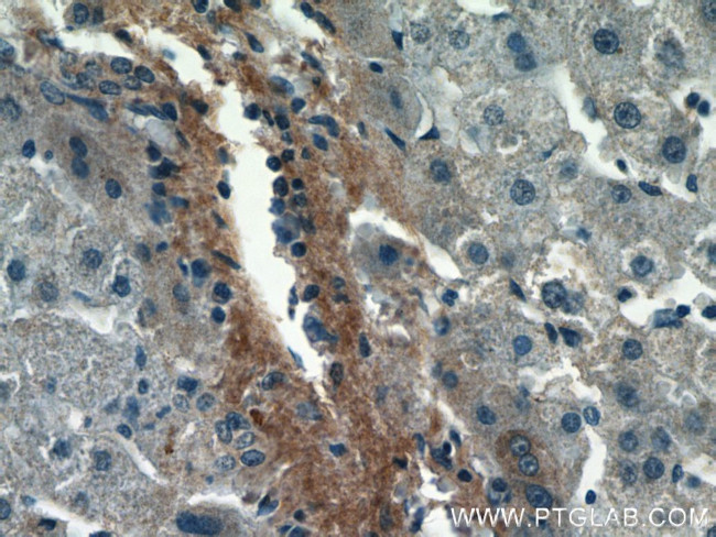 Biglycan Antibody in Immunohistochemistry (Paraffin) (IHC (P))