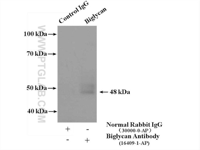 Biglycan Antibody in Immunoprecipitation (IP)