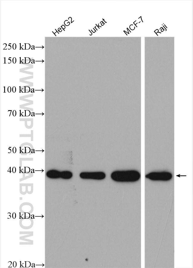 BCAT2 Antibody in Western Blot (WB)