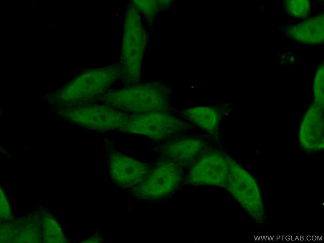 POLR3H Antibody in Immunocytochemistry (ICC/IF)