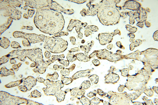 DLD Antibody in Immunohistochemistry (Paraffin) (IHC (P))