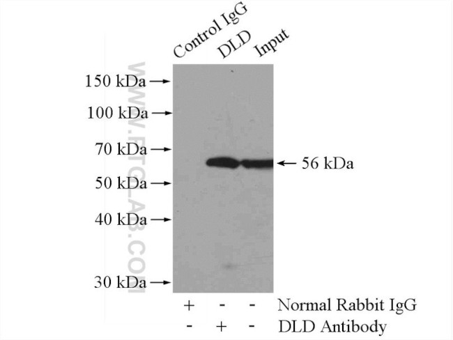 DLD Antibody in Immunoprecipitation (IP)