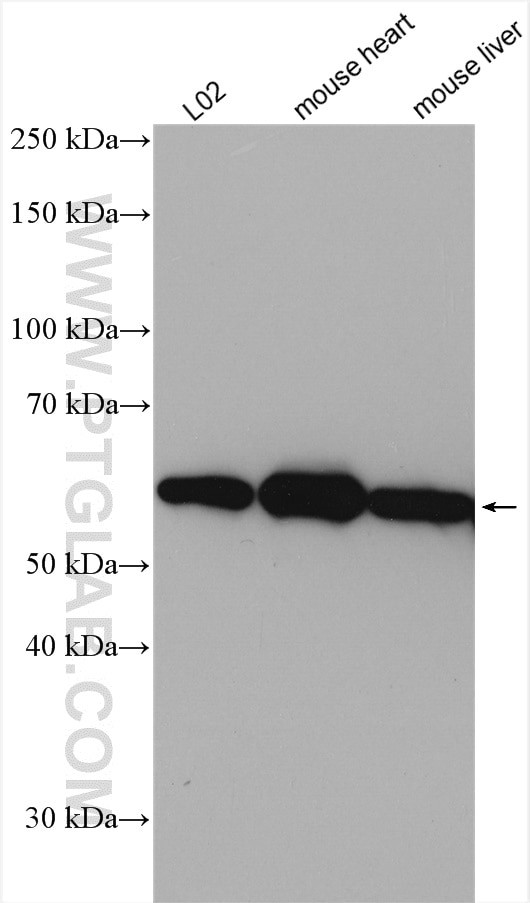 DLD Antibody in Western Blot (WB)