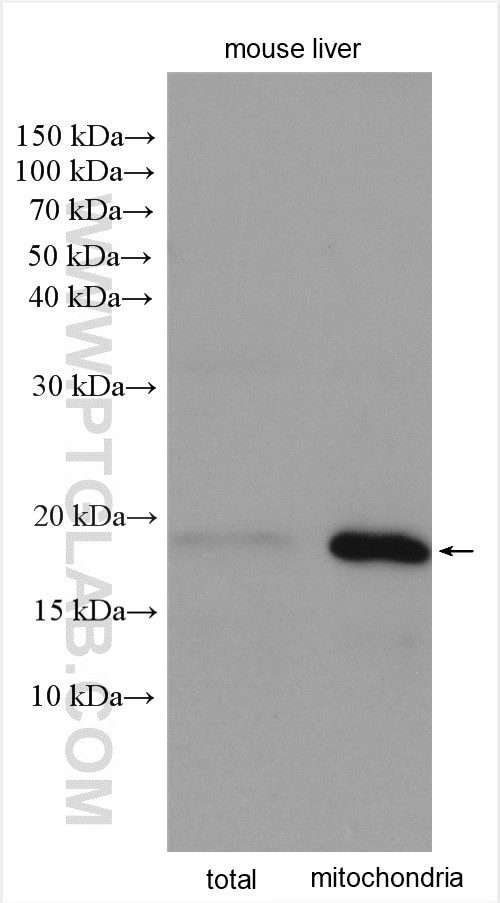 IMMP1L Antibody in Western Blot (WB)