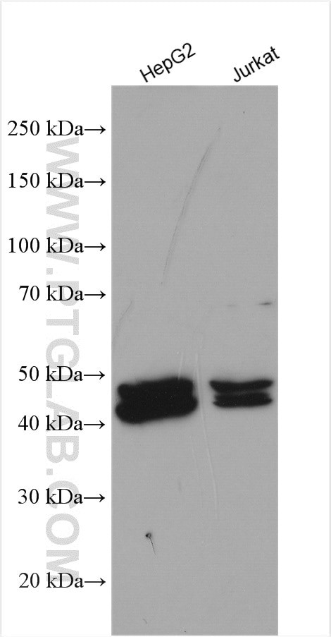 FARS2 Antibody in Western Blot (WB)