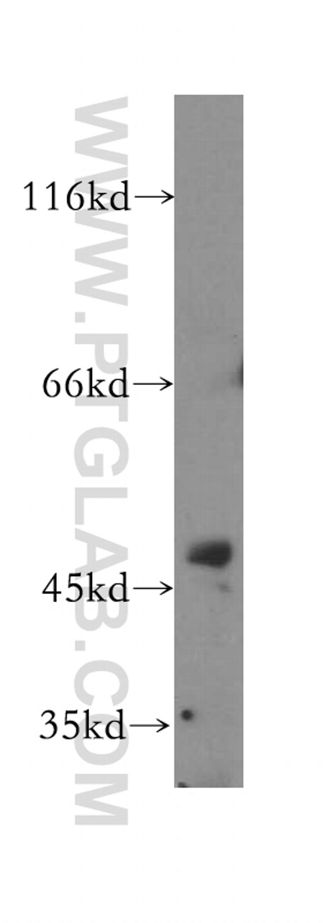 FARS2 Antibody in Western Blot (WB)