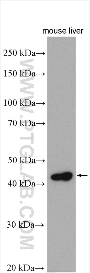 ORM1 Antibody in Western Blot (WB)