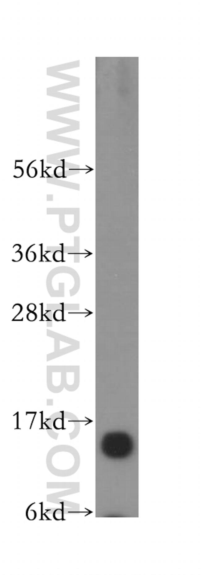 Histone H2A.z Antibody in Western Blot (WB)