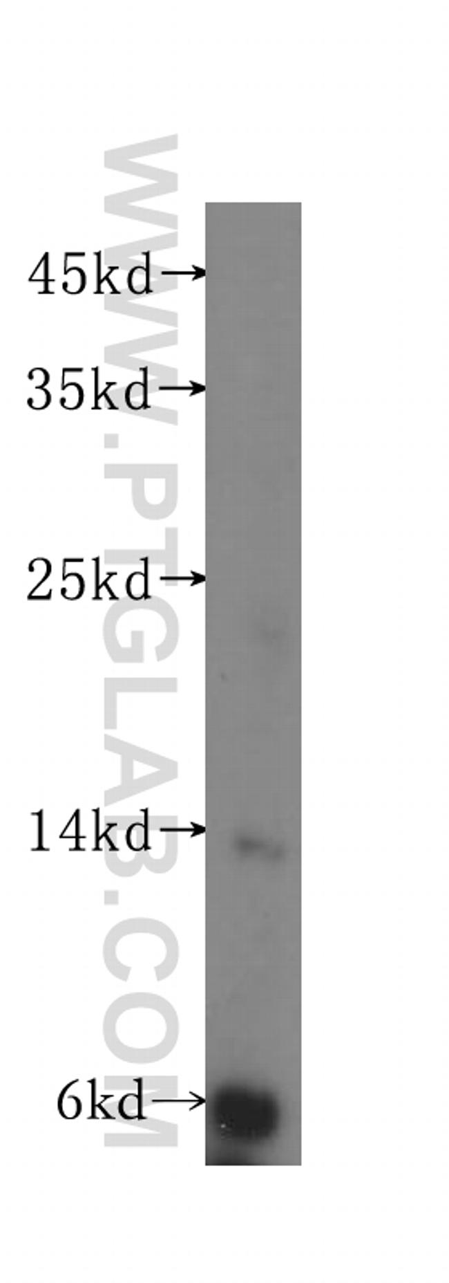 Histone H2A.z Antibody in Western Blot (WB)