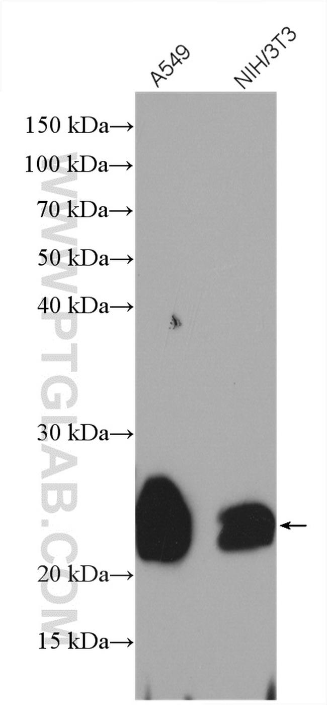 Caveolin-1 Antibody in Western Blot (WB)