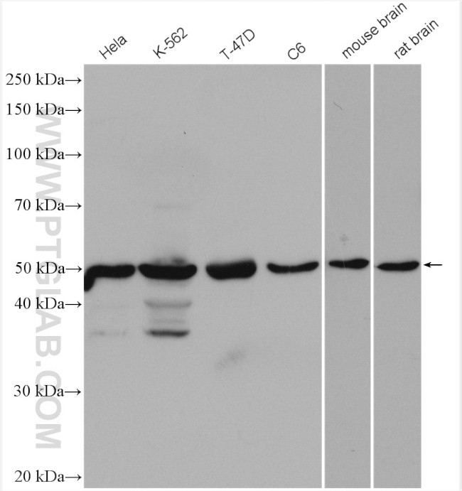 DEK Antibody in Western Blot (WB)