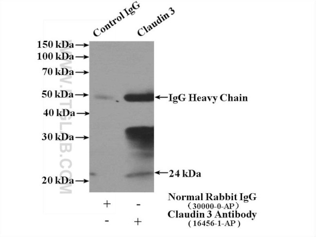 Claudin 3 Antibody in Immunoprecipitation (IP)