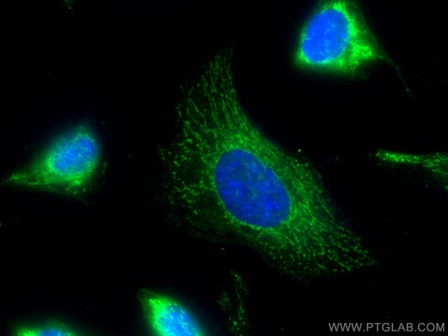 MRPS35 Antibody in Immunocytochemistry (ICC/IF)