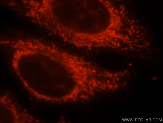 MRPS35 Antibody in Immunocytochemistry (ICC/IF)