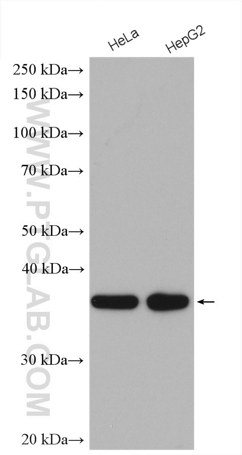MRPS35 Antibody in Western Blot (WB)