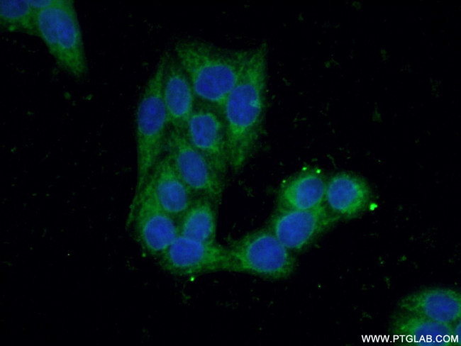 BPNT1 Antibody in Immunocytochemistry (ICC/IF)