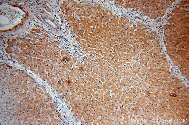 BPNT1 Antibody in Immunohistochemistry (Paraffin) (IHC (P))