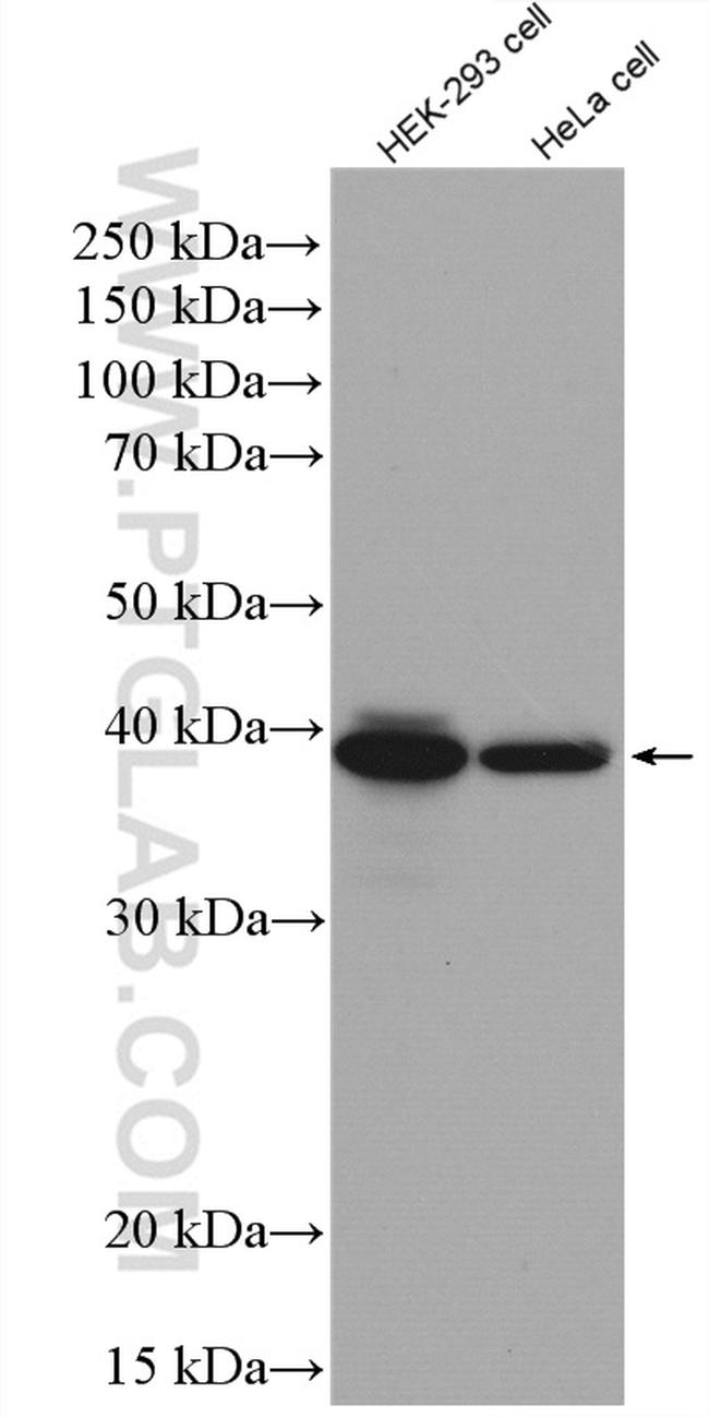 BPNT1 Antibody in Western Blot (WB)