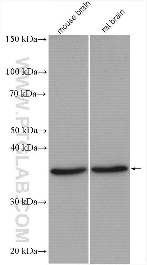 Aquaporin 4 Antibody in Western Blot (WB)