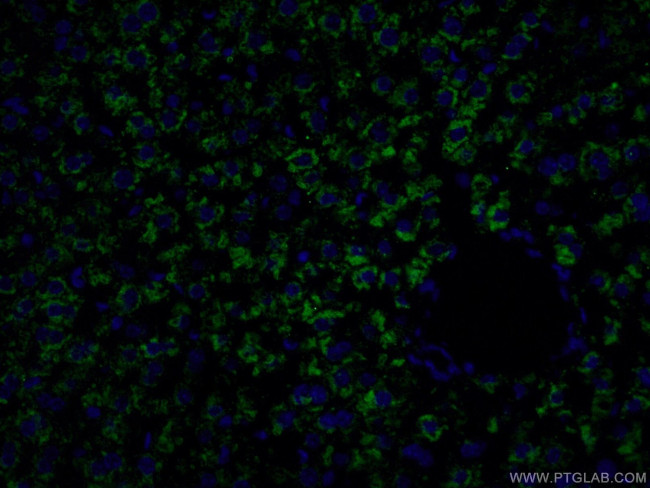 Albumin Antibody in Immunohistochemistry (PFA fixed) (IHC (PFA))