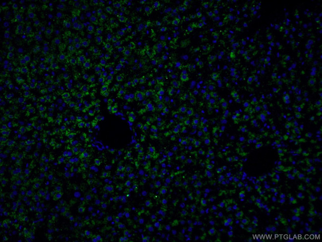 Albumin Antibody in Immunohistochemistry (PFA fixed) (IHC (PFA))