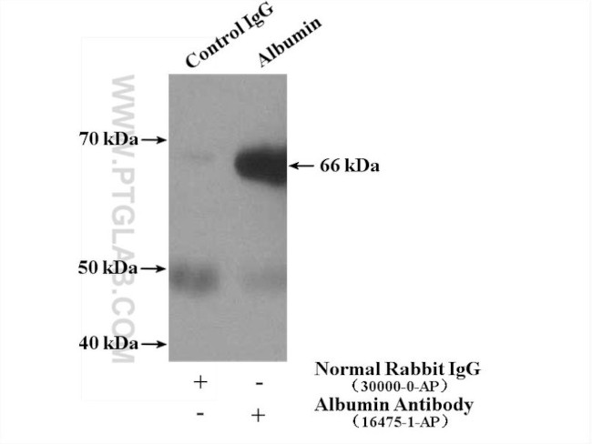 Albumin Antibody in Immunoprecipitation (IP)